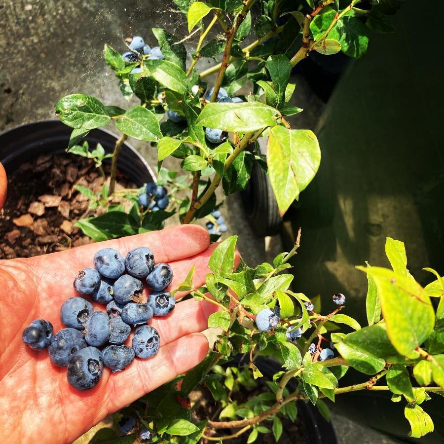 דירות בלגרד Charlie&Blueberries מראה חיצוני תמונה